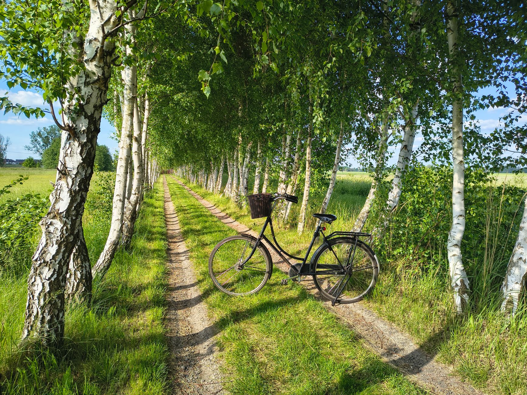 serene birch alley with bicycle in summer