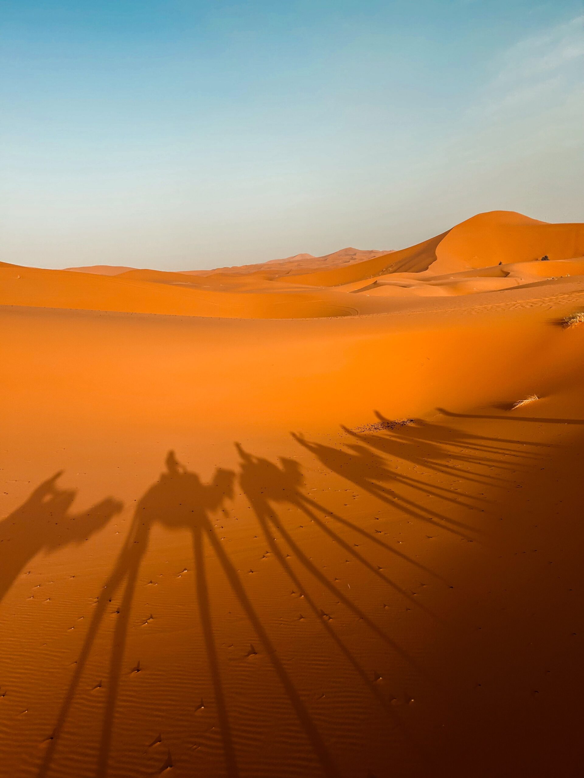 Camel shadows cast across the Sahara dunes in warm desert light near Merzouga.