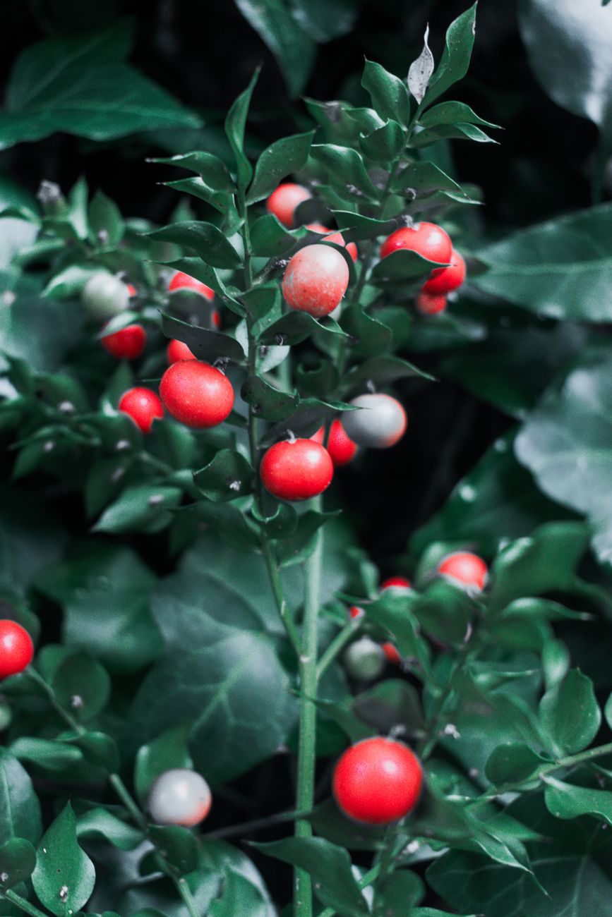 close up of vibrant red berries on green foliate. Lingonberries growing in a Scandinavian forest landscape