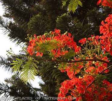 Cropped Gulmohar1