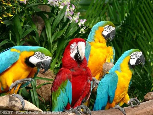 Jurong Bird Park Singapore1