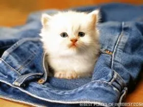 Cute Kitten