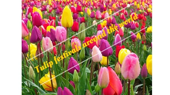 Tulip festivals around the world