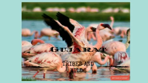 TRIBES AND WILDS OF GUJARAT -PART 2