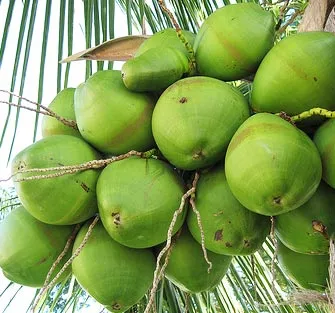 Coconuts on a tree