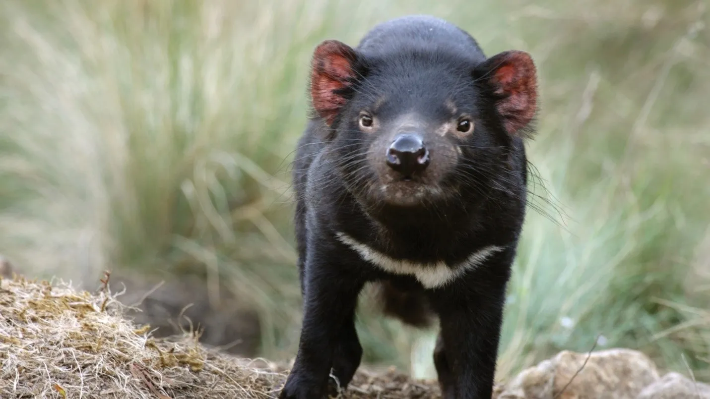 Tasmania, source aussie specialist program