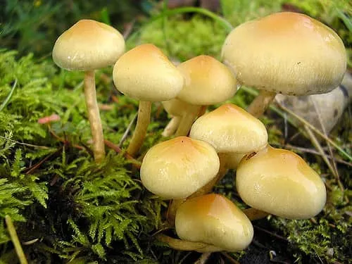 This year 2008 winter crop of mushrooms | by photogirl7.1