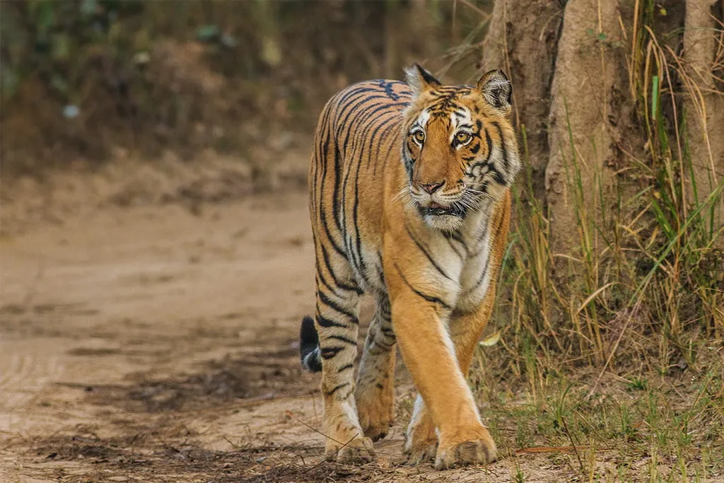 Bengal Tiger, Jim Corbett National Park